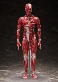 figma: Human Anatomical Model