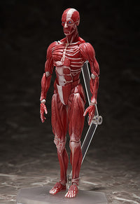 figma: Human Anatomical Model