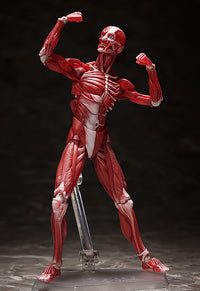 figma: Human Anatomical Model