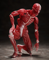 figma: Human Anatomical Model