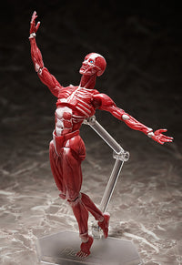 figma: Human Anatomical Model