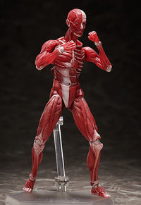 figma: Human Anatomical Model